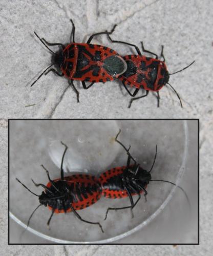 Eurydema ventralis